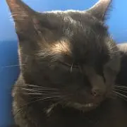 墨流し