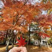 のんのんの画像