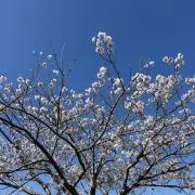 ミナミの画像