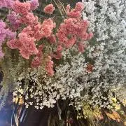 aiaiaiyu