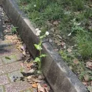 Flowerの画像