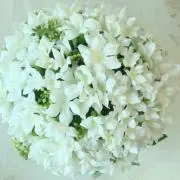 Jasmineの画像