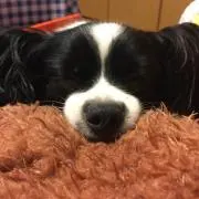 らうの画像