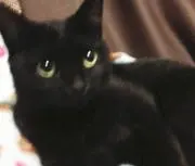 黒猫ネコ