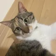ネコネコの画像