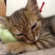 きっさ