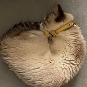 maron428の画像