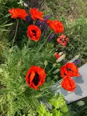 ルンルン(*^-^)プロフ確認お願いです