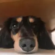 まめ吉☆