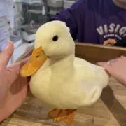 みちゅぴちゅの画像
