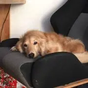 ゆうや