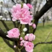 ハナモモの画像