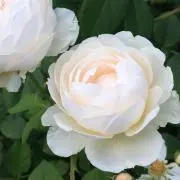 はるかの画像