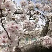 ！ゆぅ！★即日配送いたします★の画像