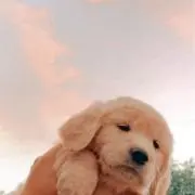 ちーたんの画像