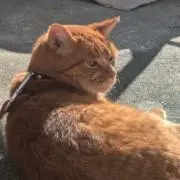 ひいらぎの画像