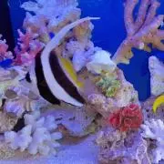 maruの画像