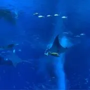 りんご(断捨離中)の画像