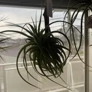 ラペの画像