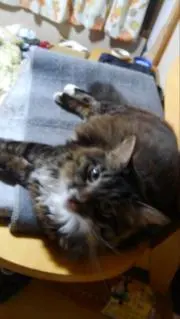紗綾の画像