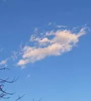 ココアの画像