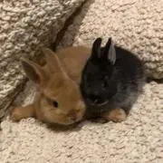 すーちゃん