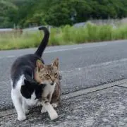 ミルクティーの画像