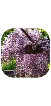 藤の花の画像
