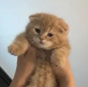 おかぴの画像