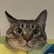 はるの画像