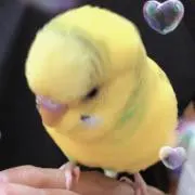 metalukaの画像