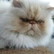 Momiの画像