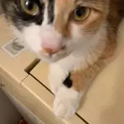 千秋