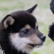 cozyの画像