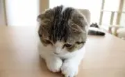 よっちゃんの画像