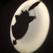 あかりの画像