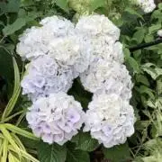 Phoo✴︎即購入OKの画像
