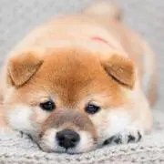 mutuの画像