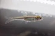 サムの画像