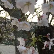 ソードの画像