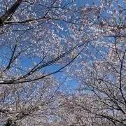 しろ