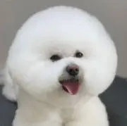 ゴリ美の画像