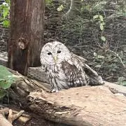 ぽっかれもんの画像