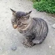 むーこ＊出品停止中の画像