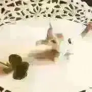 dora♠︎プロフ推奨&コメント歓迎の画像