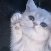 ひよんの画像