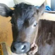 起動戦士マンダム