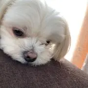 とら丸