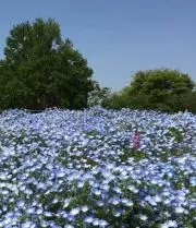 ミズの画像