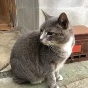 カク
